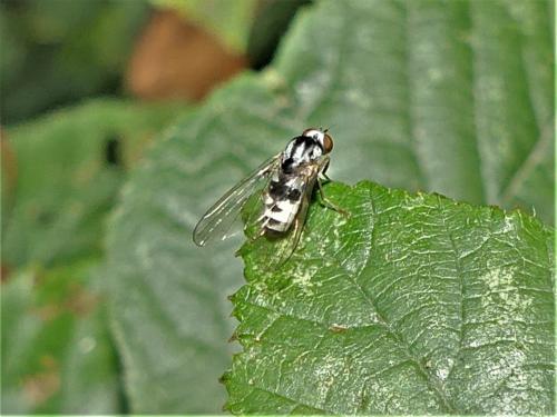 Polyporivora picta